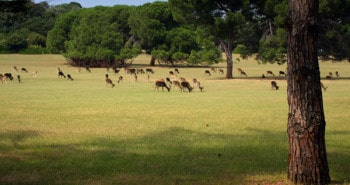 Parc national Brijuni